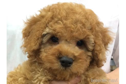 成約済の山口県のトイプードル-185997の2枚目